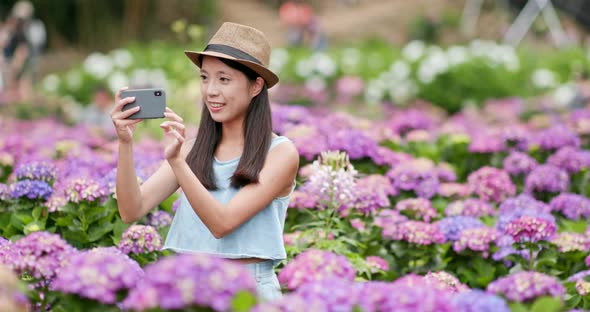 Woman taking photo on Hydrangea farm 