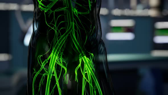 Science Anatomy Scan of Human Blood Vessels alt