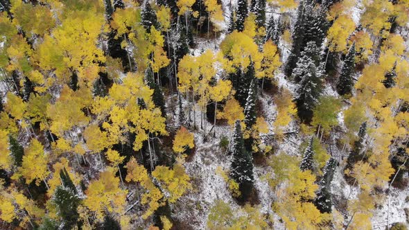 Beautiful yellow aspen trees at the transition from fall to winter in Big Cottonwood Canyon, Utah.