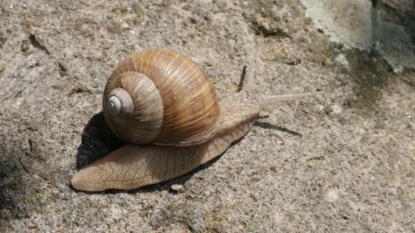 Slow motion Roman or Burgundy snail close-up  1080p FullHD footage - Helix pomatia escargot  slow-mo