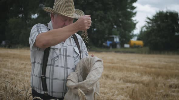 Mature Farmer Man Standing in a Wheat Field During Harvesting, He Controls the Harvesting Process