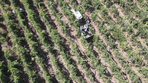 Countryside Farms, Vineyard Grapes, Aerial View of Grapes Harvest with Tractor