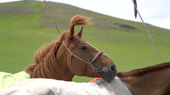 Tie a Horse Forelock With a Rope