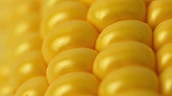 Cobs of sweet corn close up, sliding shot. Yellow sweet corn close-up macro.