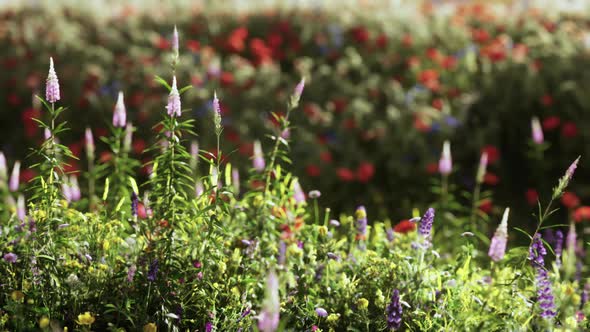 Field with Flowers During Summer Sundown alt