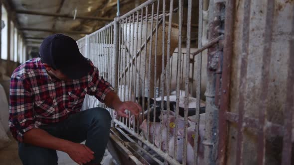 A Farmer in a Shirt Strokes Pigs on His Farm