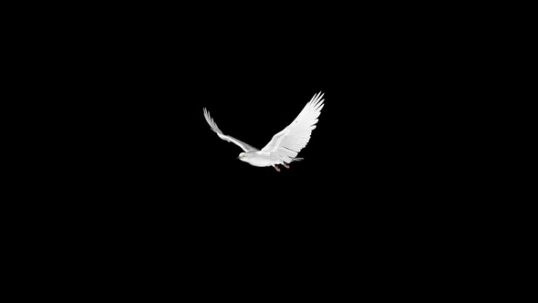 White Dove - 4K Flying Round - Transparent Loop