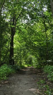 Vertical Video of a Beautiful Natural Landscape in the Forest During the Day