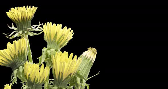 Time Lapse of Dandelion Opening Close Up View