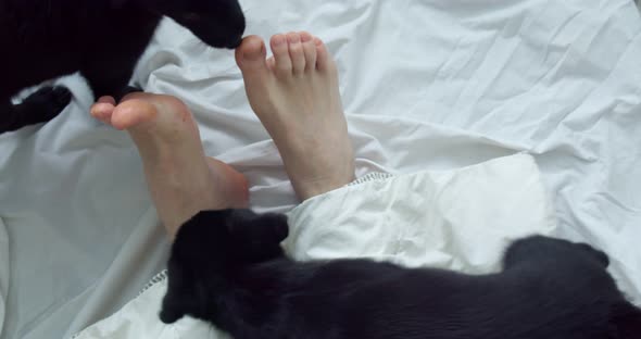 Two Puppy Dogs Licking Their Feet Sticking Out From Under the Blankets Morning with Early Awakening