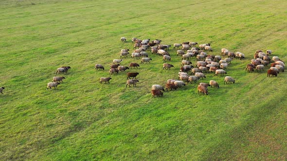 Drone overhead view of sheep herd moving. Top down view of sheep herd feeding on field.