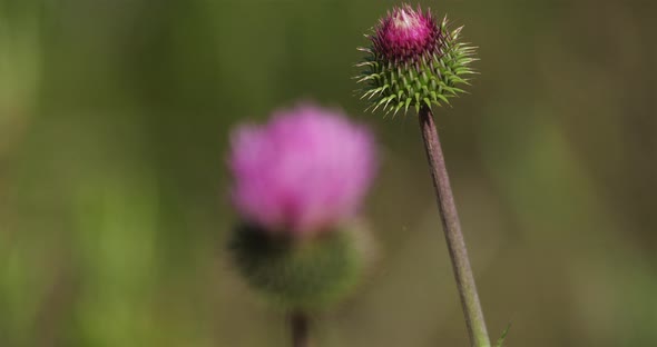 Thistle in a field during the sring season in France