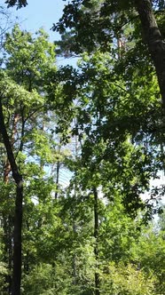 Vertical Video of Summer Forest By Day