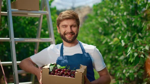 Smiling Garden Worker Carrying Cherry Crate in Natural Agricultural Plantation