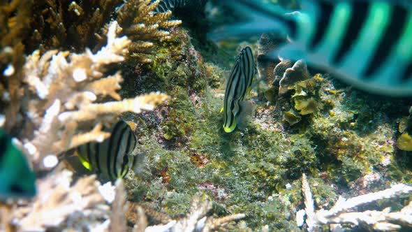 Pair of Eightbanded Butterflyfish in White Variation or Eightstriped Butterflyfish is a Species of