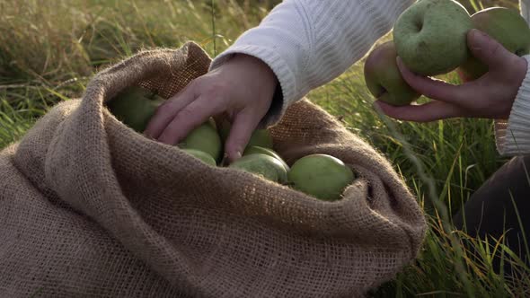 Woman filling burlap sack with ripe green apples medium shot