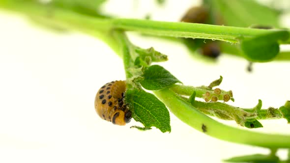 Colorado Potato Beetle Eats Leaves on a White Background