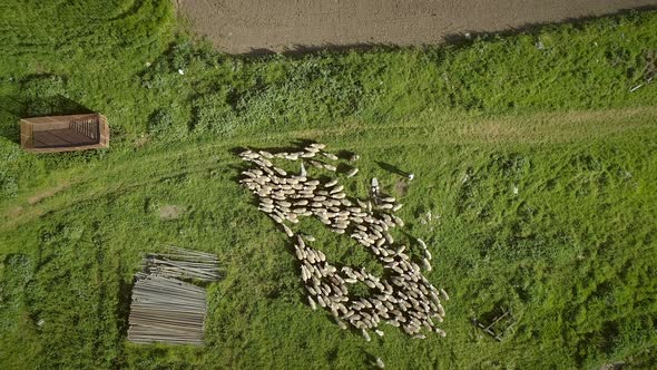 Aerial view of the sheep herd moving around on farmland in Greece.