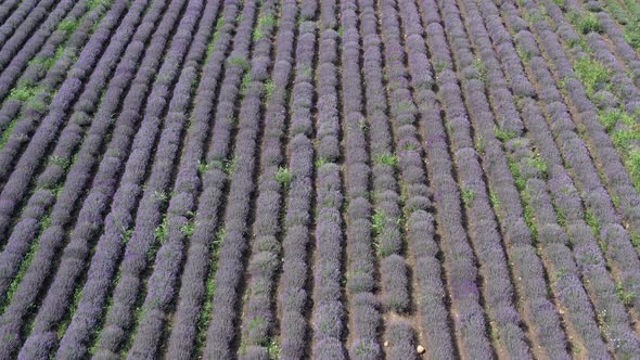 Meadow With Lavandula