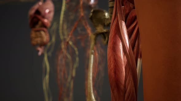 Animated 3D Human Anatomy Illustration alt