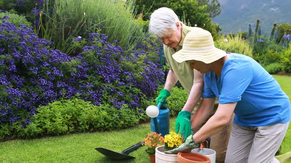 Senior couple gardening together