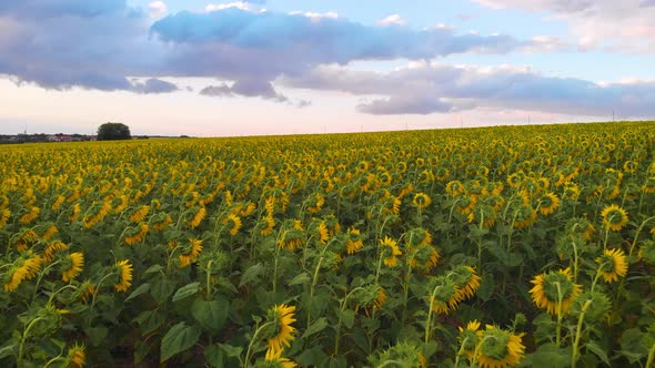 Flight Over a Field with Sunflowers Against a Background of Thunderclouds