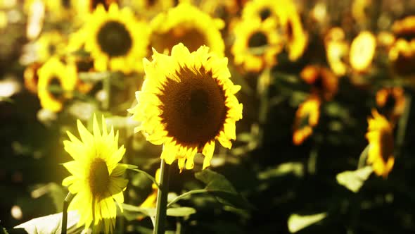 Many Bright Yellow Big Sunflowers in Plantation Fields on Sunset