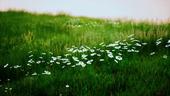 Fresh Green Field and Blue Sky in Spring