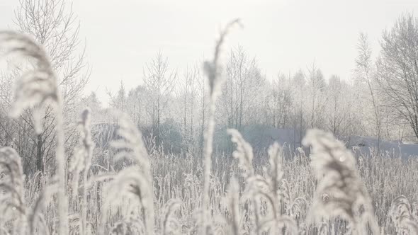 Snowcovered Branches in the Winter Forest