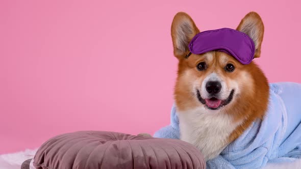 Pembroke Welsh Corgi Lies on a White Blanket Next To a Pillow in the Studio on a Pink Background