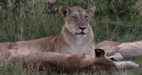 African Lion, panthera leo, Mother and Cubs, Nairobi Park in Kenya, Real Time 4K