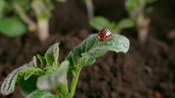 Colorado Potato Beetle Eating Potato Leaf Close Up in Vegetable Garden