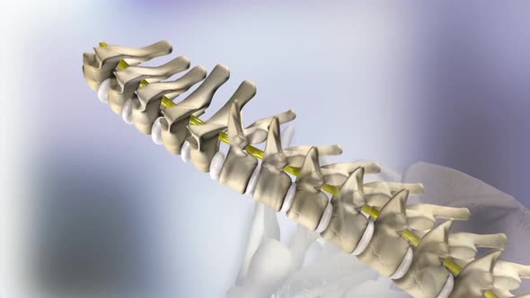 3D medical animation of cervical spine on black background
