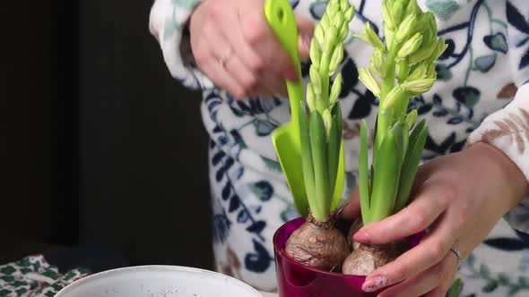 A Woman Adds Soil To A Pot Of Transplanted Primroses. Bulbs And Buds Are Visible. Close Up.