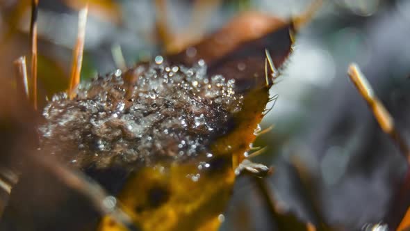 Close up macro timelapse of frost growing on a leaf