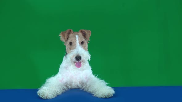 Fox Terrier Sits at the Blue Table, Holding a Blank Placard Ready for Your Text or Product