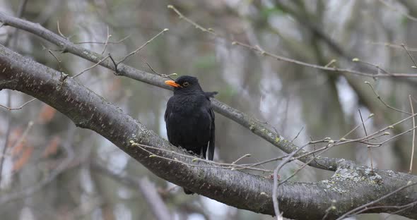 Male of Common blackbird in nature