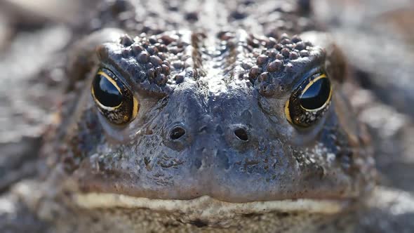 Portrait of Green Frog Sits on the Shore by the River, Close-up. Big Funny Toad eyes, stirs his nost