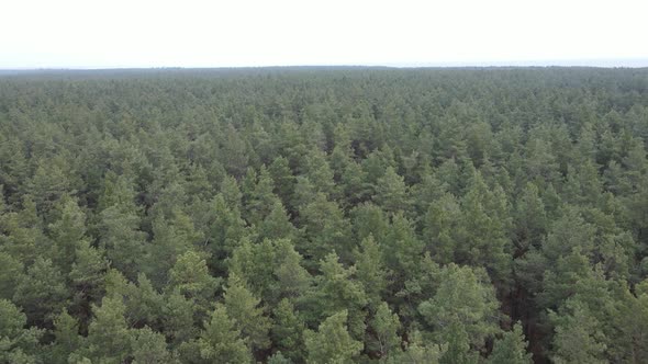 Trees in a Pine Forest During the Day Aerial View