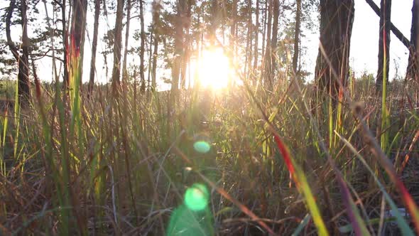 Grass In The Forest At Sunset