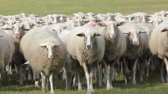 Flock of white sheeps walking on a green meadow straight to the camera at the Dutch Veluwe