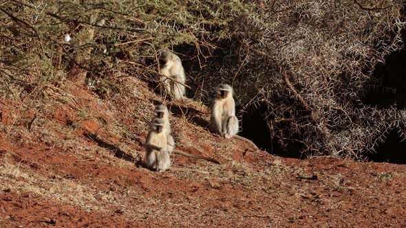 Vervet Monkeys Basking In The Sun