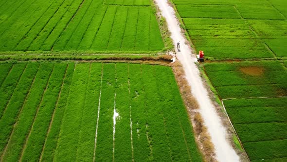 Aerial Over Green Paddy Fields with Sunlight Reflections and Man Riding Bicycle