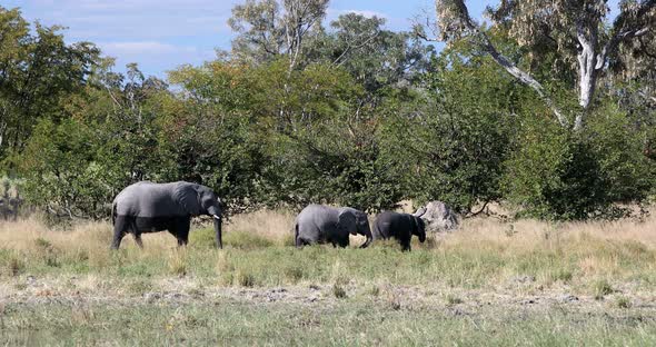 Wild African Elephant babies in Botswana, Africa