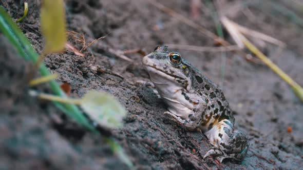 Frog Sits on Shore Near the River, Portrait of Green Toad Funny Looks at Camera