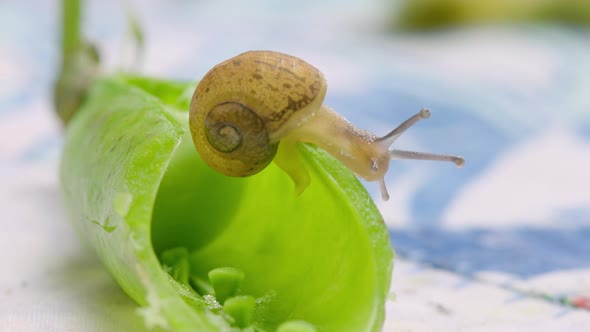 Macro shot of a snail on a pea pod, on a kitchen table. Natural light
