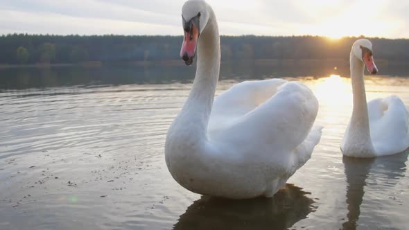 White Swans Sail on Calm Lake Water in National Park