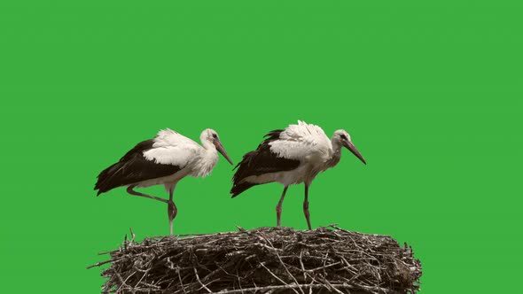 Two Storks perched in nest in front of green screen,close up 4k shot