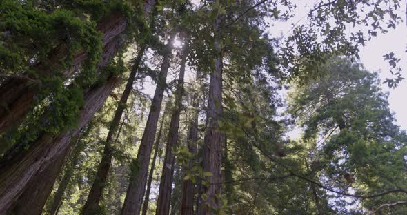 Low Angle Panning Shot of Sun Peeking Through Redwood Trees