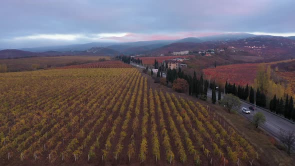 Beautiful Rows of Colorful Grape Vines in Autumn at Sunset in the Tuscany Italy
